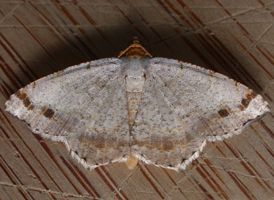 Two-spot Angle